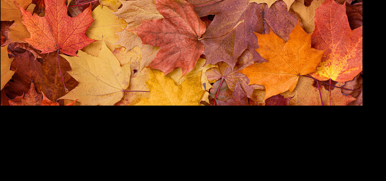 Header-foto-herfst