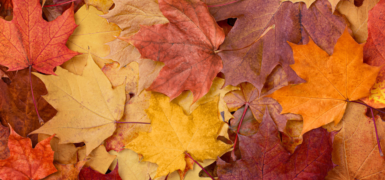 iStock-2166346446