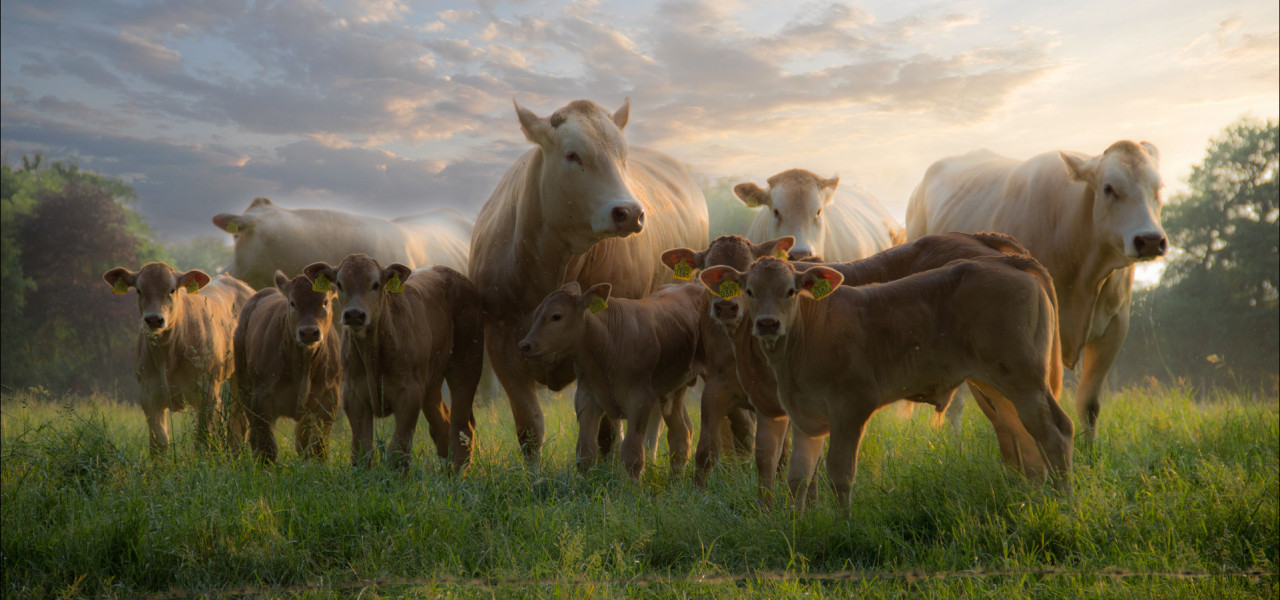 Vers Hollands rundvlees